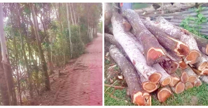 গাছের সাথে এ কেমন বর্বরতা! সন্ত্রাসী কায়দায় একশ গাছ কেটে ফেলেছে দুর্বৃত্তরা!!