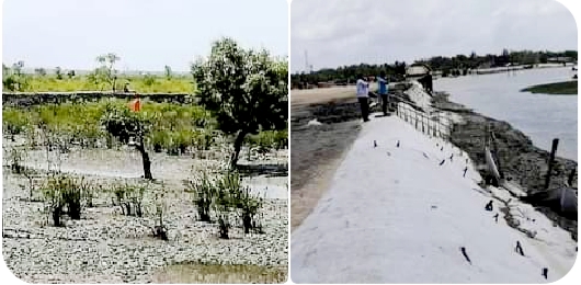 মহেশখালীতে মৎস্যজীবী সমিতি নামে প্যারাবন কেটে চিংড়ি ঘের নির্মাণ,দর্শকের ভূমিকায় বন বিভাগ!