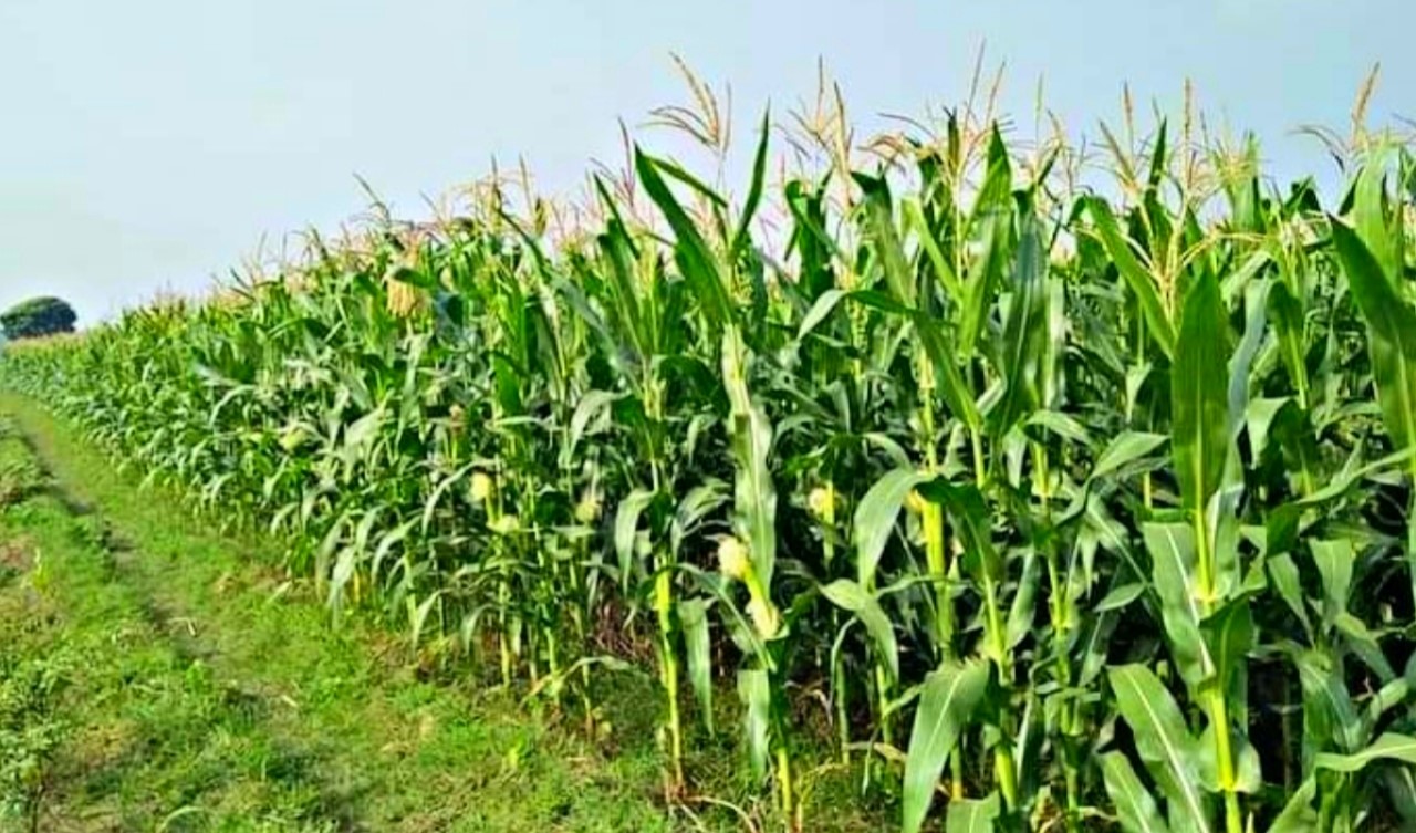 রাঙ্গুনিয়ায় ভুট্টা চাষে লাভবান চাষিরা 