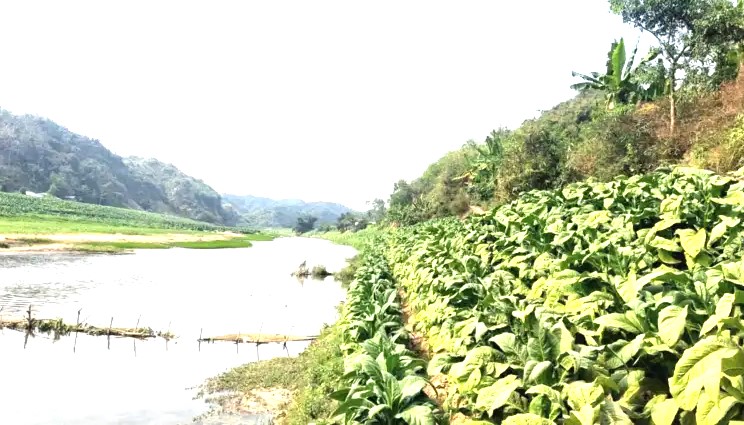 বাঁকখালীর নদীর বুকে তামাকের থাবা
