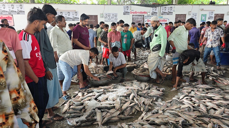 ঝাঁকে ঝাঁকে ইলিশ, মৎস্য অবতরণ কেন্দ্র কর্মচাঞ্চল্য